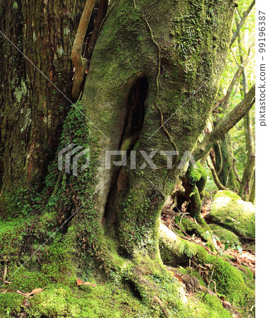 Yakushima Shiratani Unsuikyo Shinryoku Yakushima Shiratani Unsuikyo Shinryoku 99196387