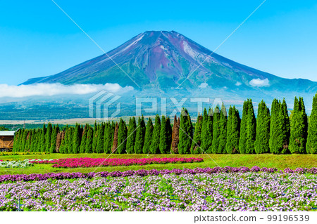 花與富士山～山中湖花之宮湖公園～ 99196539