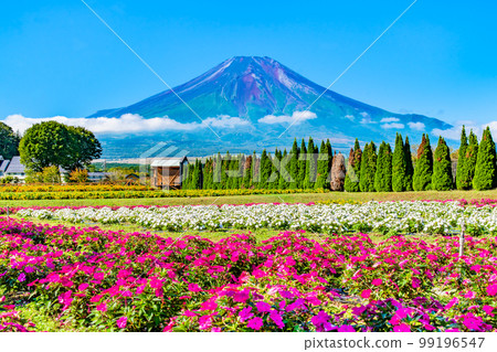 Flowers and Mt.Fuji ~Yamanakako Hananomiyako Park~ 99196547