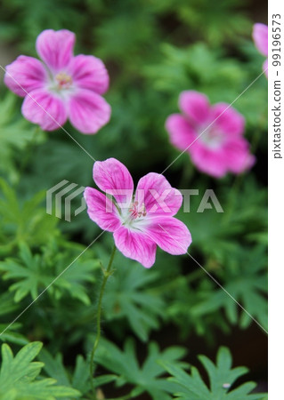 Frozou 99196573