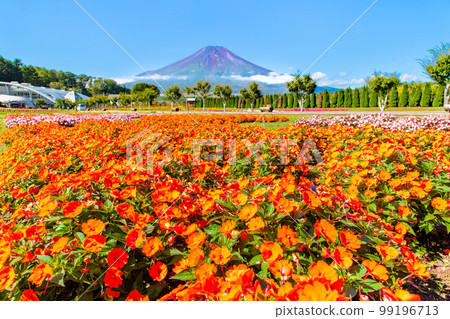 花與富士山～山中湖花之宮湖公園～ 99196713