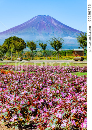 Flowers and Mt.Fuji ~Yamanakako Hananomiyako Park~ Flowers and Mt.Fuji ~Yamanakako Hananomiyako Park~ 99196736