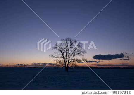 Daiki of the snowy field Daiki of the snowy field 99197218