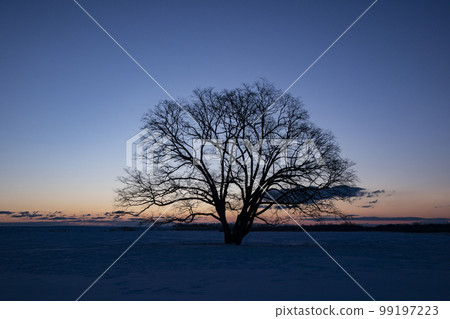 Daiki的雪原 99197223