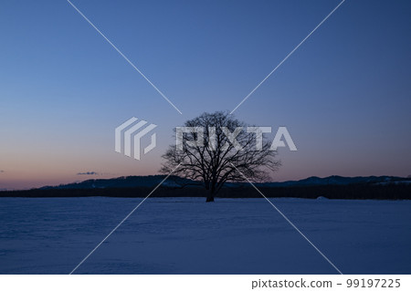 Daiki的雪原 99197225