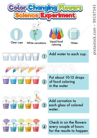 Color changing flowers science experiment Color changing flowers science experiment 99197343
