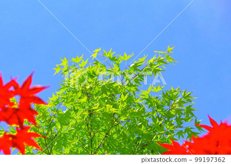 Fresh green maple and red maple 99197362