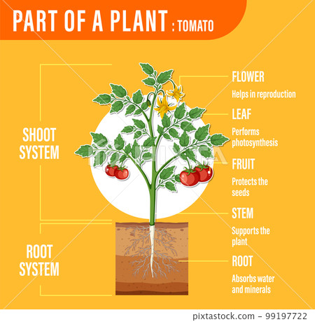 Diagram showing parts of a plant 99197722