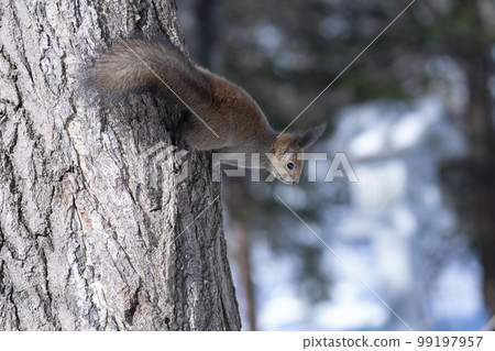 Ezorisu 99197957