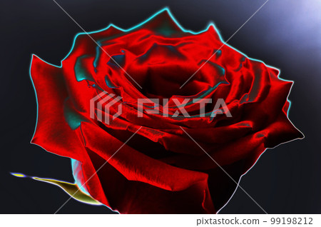 Beautiful red rose on a dark background close-up. macro. Illustration 99198212