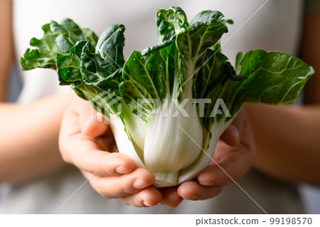Organic bok choy holding by woman hand, Vegetables from local farmers market in spring season, Sustainability concept Organic bok choy holding by woman hand, Vegetables from local farmers market in spring season, Sustainability concept 99198570