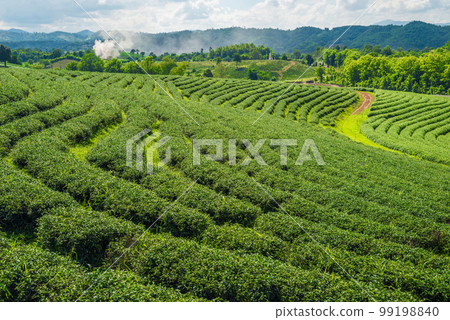 The scenery view of Choui Fong Tea plantations in Chiang Rai the northern province in Thailand. 99198840