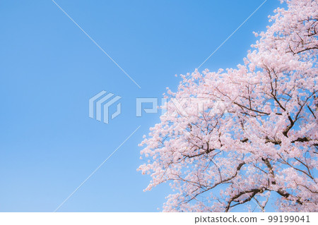 Cherry blossoms (soft focus) 99199041