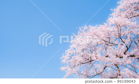 櫻花（柔焦） 99199043