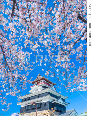 Kiyosu, Aichi in April Kiyosu Castle's castle tower and cherry blossoms Kiyosu, Aichi in April Kiyosu Castle's castle tower and cherry blossoms 99199539
