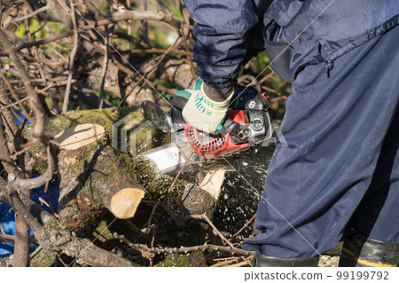 Cut a persimmon tree log with a chainsaw 99199792