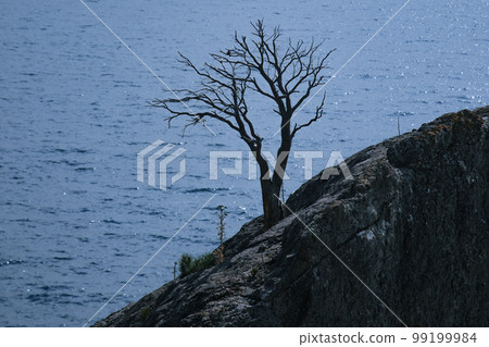 Lonely tree growing on rock on the sea background in spring 99199984