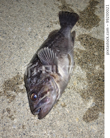 Black soy root fish rockfish fishing sea Black soy root fish rockfish fishing sea 99200021