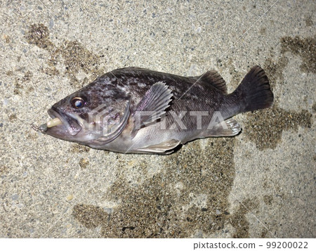Black soy root fish rockfish fishing sea 99200022