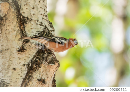 Common chaffinch, Fringilla coelebs, sits on a tree. Common chaffinch in wildlife. 99200511