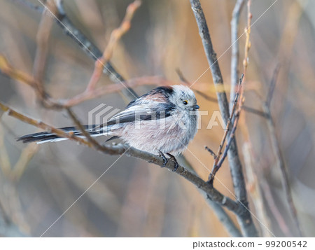 European long-tailed tit, latin name Aegithalos caudatus. A bird sitting on a branch in a deciduous forest. European long-tailed tit, latin name Aegithalos caudatus. A bird sitting on a branch in a deciduous forest. 99200542