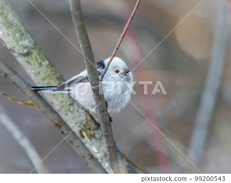 European long-tailed tit, latin name Aegithalos caudatus. A bird sitting on a branch in a deciduous forest. 99200543