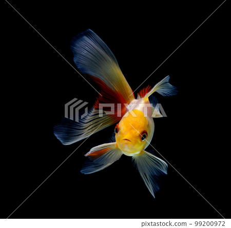 goldfish isolated on a dark black background goldfish isolated on a dark black background 99200972