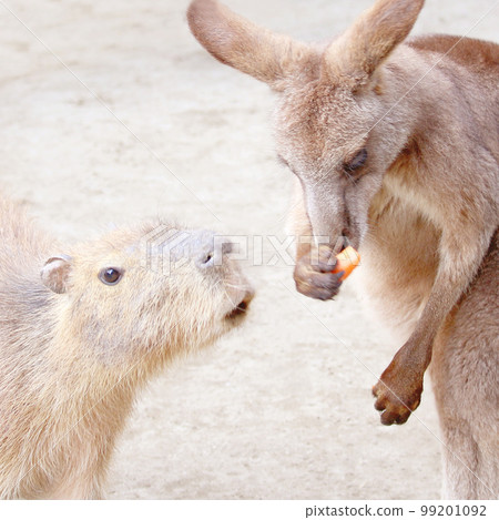 Capybara staring at carrots eaten by kangaroos Capybara staring at carrots eaten by kangaroos 99201092