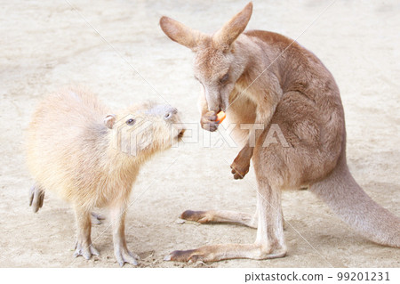 Capybara staring at a kangaroo eating a carrot Capybara staring at a kangaroo eating a carrot 99201231