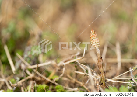 Horsetail that makes you feel spring (horsetail) Horsetail that makes you feel spring (horsetail) 99201341