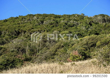 田原市伊良湖岬宮山原始森林 田原市伊良湖岬宮山原始森林 99201500