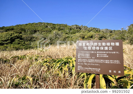 Tahara City Cape Irago Miyayama Primeval Forest 99201502