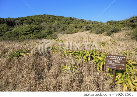 Tahara City Cape Irago Miyayama Primeval Forest 99201503