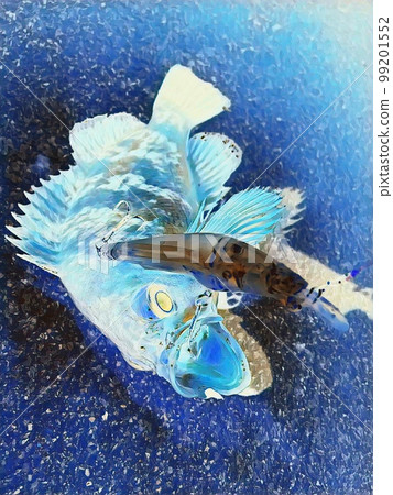 石斑魚誘餌釣魚海 99201552