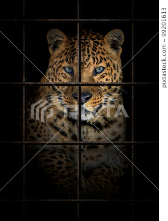 Leopard in iron cage. Animal rights concept 99201613