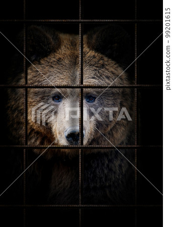 Bear in iron cage. Animal rights concept 99201615