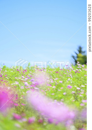 Cosmos in full bloom and blue sky (soft tone with filter) 99201628