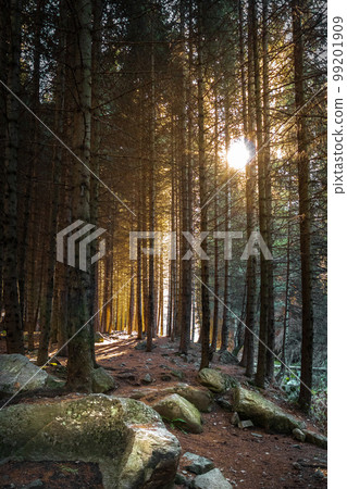 Pine forest at sunset in the bear gorge along the path to the Ayusai waterfall, ile alatau parkland in Almaty, picturesque nature of Qazaqstan Pine forest at sunset in the bear gorge along the path to the Ayusai waterfall, ile alatau parkland in Almaty, picturesque nature of Qazaqstan 99201909