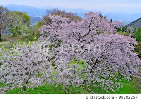 Cherry blossoms in full bloom at Kaesa Castle Ruins in Nakano City, Shinshu (Takeda Shingen's castle) 99202257