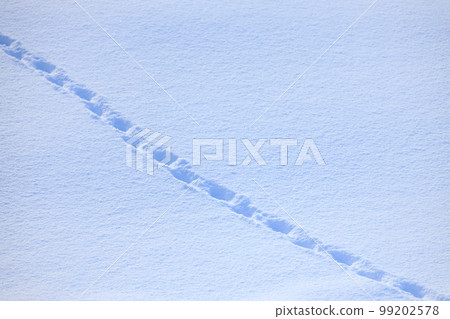 Snowfield Animal footprints 99202578
