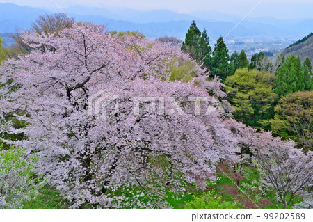 Spring Shinshu Cherry blossoms in full bloom View of the town and mountains from Nakano City Kaesa Castle Ruins (Takeda Shingen Departure Castle) Spring Shinshu Cherry blossoms in full bloom View of the town and mountains from Nakano City Kaesa Castle Ruins (Takeda Shingen Departure Castle) 99202589
