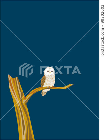 Ezo owl 07 night vertical type Ezo owl 07 night vertical type 99202602