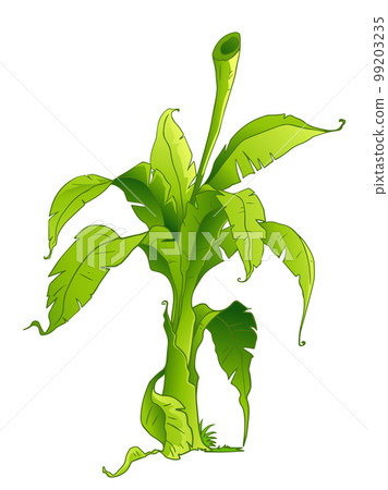 banana tree 99203235