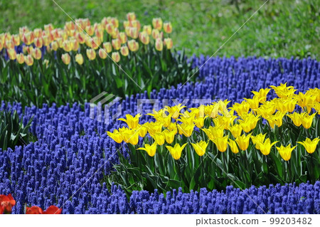 Colorful red, white and yellow Colorful red, white and yellow 99203482