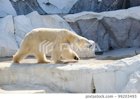 拍攝一隻從側面面向前方行走的北極熊 99203493