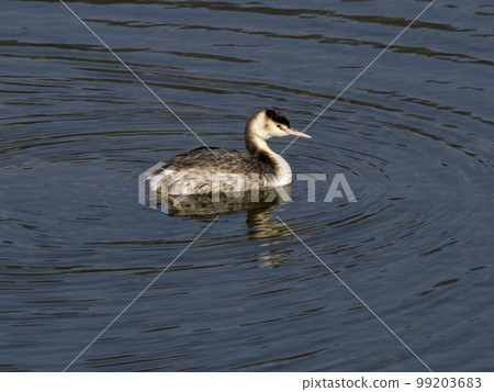 大鳳頭鸊鷉在河中的冬季羽毛 99203683