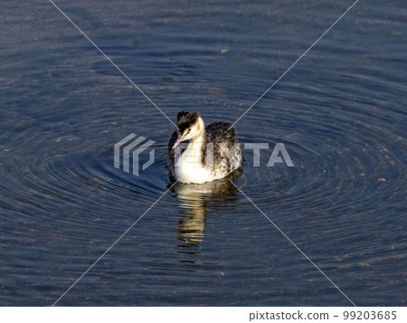 Great Crested Grebe in winter plumage in the river 99203685