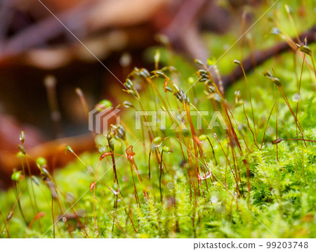 Yano Wooga Gobke Yano Wooga Gobke 99203748