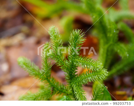 Lycopodium with raindrops Lycopodium with raindrops 99203753