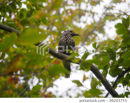 Hoshigarasu 99203755